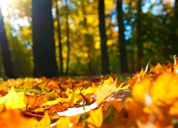 Las, Drzewa, Żółte, Liście, Jesień