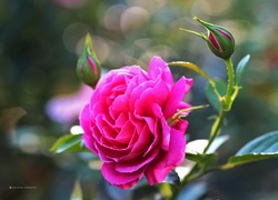Różowa, Róża, Kwiat