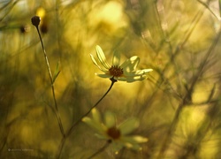 Żółta, Margerytka, Kwiaty