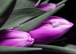 Fioletowe, Kwiaty, Tulipany
