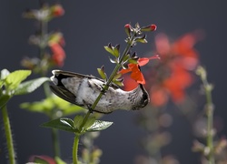 Koliber, Ptak, Gałązka, Kwiaty
