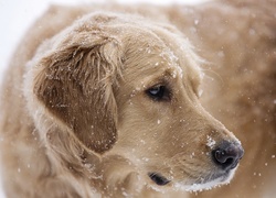 Zwierzęta, Pies, Golden Retriever