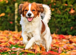 Płochacz holenderski, Kooikerhondje, Jesień, Liście