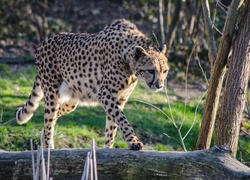 Gepard, Kłoda