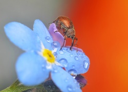 Owad, Słonik Żołędziowiec, Kwiat, Niezapominajka, Rosa, Makro