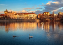 Czechy, Praga, Rzeka, Łabędzie