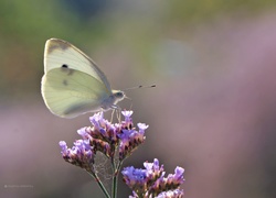 Motyl, Bielinek, Biały, Owad