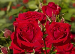Czerwone, Kwiaty, Róże