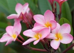 Bladoróżowe, Kwiaty, Plumeria