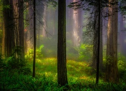 Stany Zjednoczone, Stan Kalifornia, Park Narodowy Redwood, Las, Drzewa, Sekwoje, Mgła