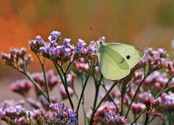 Motyl, Bielinek, Kwiaty, Owad