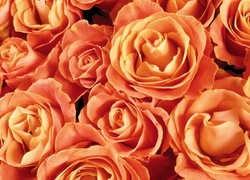 Pomarańczowe, Kwiaty, Róże