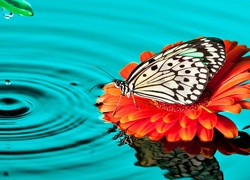 Woda, Motyl, Polowiec szachownica, Kwiat, Gerbera