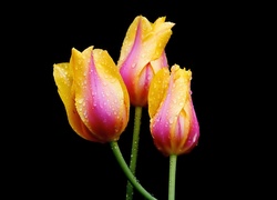 Kolorowe, Tulipany, Krople