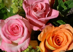 Różowe, Pomarańczowe, Kwiaty, Róże