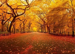 Żółte, Park, Jesień