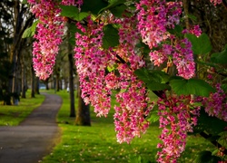 Park, Aleja, Lampa, Kwitnąca, Gałązka