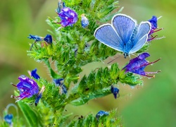 Błękitny, Motyl, Kwitnąca, Roślina