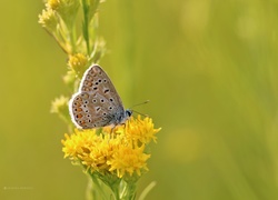 Motyl, Modraszek, Żółte, Kwiaty, Owad