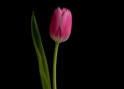 Różowy, Tulipan, Czarne, Tło