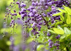 Wisteria, Gałąź, Kwiaty