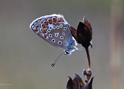 Motyl, Modraszek, Owad