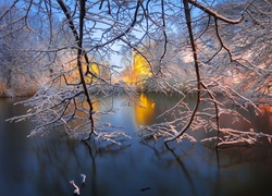 Park, Staw, Zima, Drzewa, Gałęzie