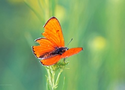Pomarańczowy, Motyl, Owad