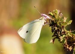 Motyl, Bielinek, Kapustnik