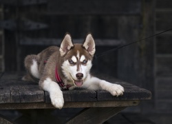 Leżący, Siberian, Husky