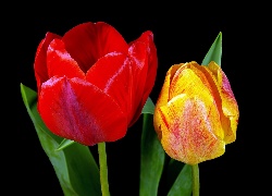 Dwa, Tulipany