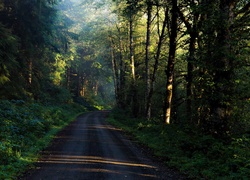 Droga, Przez, Las, Poranek, Przebijające Światło