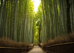 Droga, Przez, Bambusowy, Las