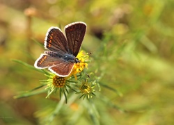 Motyl, Owad, Kwiaty