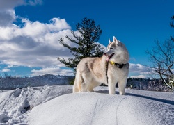 Siberian Husky, Pies, Zima, Krajobraz