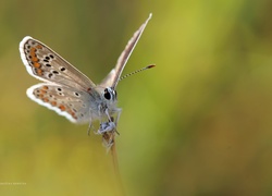 Motyl, Modraszek, Owad