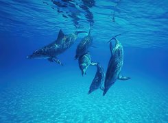 Delfiny, Głębiny morskie