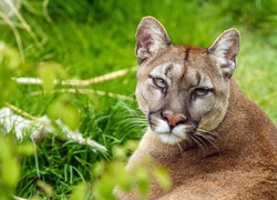 Puma, Zieleń