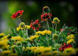 Rudbekia, Kwiaty, Łąka