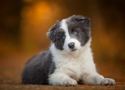 Mały, Szczeniaczek, Border, Collie