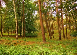 Las, Dzrewa