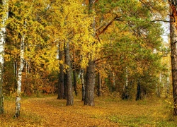 Las, Drzewa, Liście, Jesień