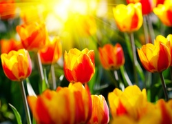 Słońce, Tulipany, Trawa