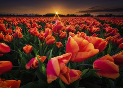 Pole, Tulipany, Zachód Słońca