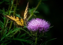 Motyl, Paź, Królowej, Oset