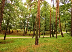 Park, Drzewa, Alejka