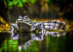 Krokodyl Australijski, Woda, Odbicie