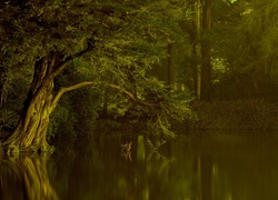 Las, Jezioro