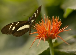 Motyl, Kwiat