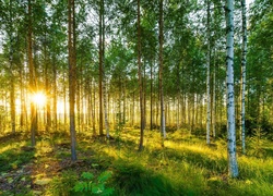 Las, Brzozowy, Promienie, Słońca
